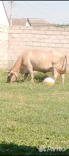 Корова стельная дойная