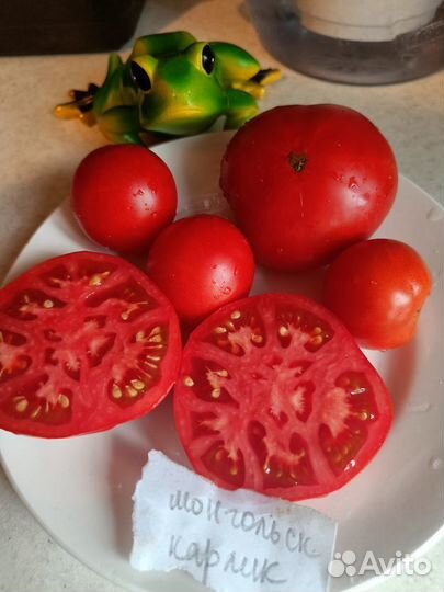 Монгольский карлик, семена томата