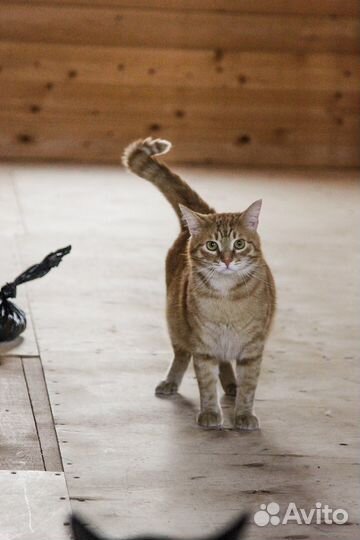 Кот Рыжик в добрые руки