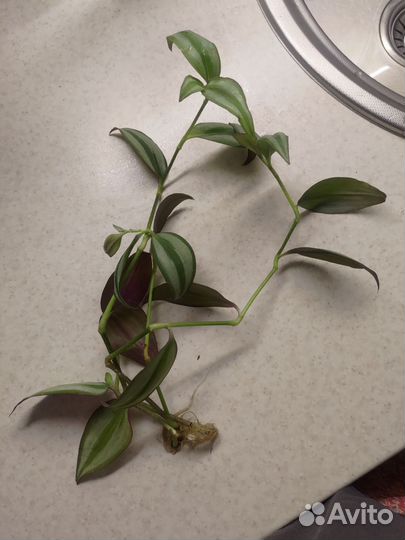 Зебрина(традесканция