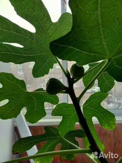 Саженцы инжира