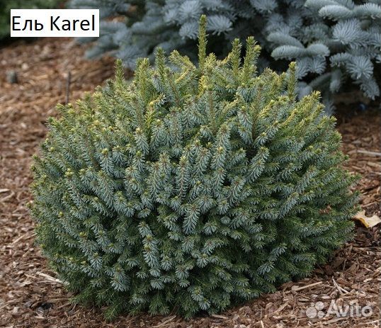 Хвойные саженцы в ассортименте