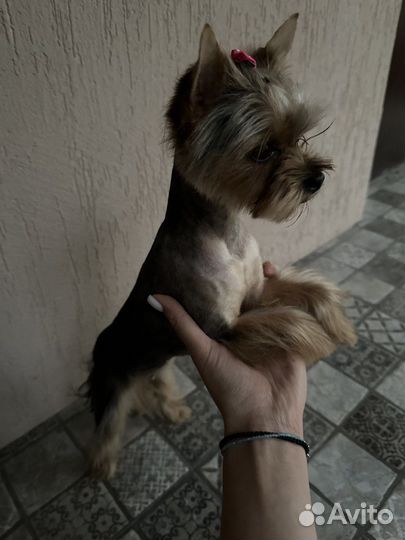 Йоркширский терьер мини