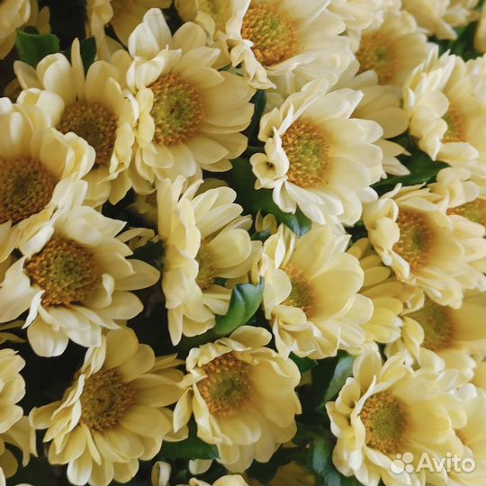 Хризантемы Букет хризантем 5 11 25 31 45 шт