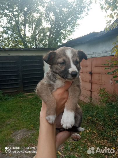 Щенки в добрые руки даром