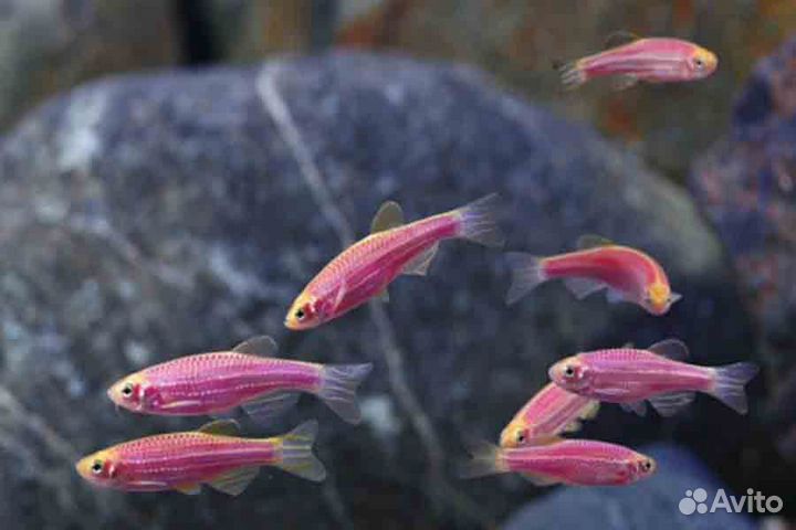 Данио (GloFish) Пурпурный светящийся (арт 2736)