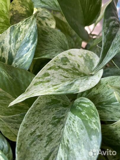 Эпипремнум марбл квин