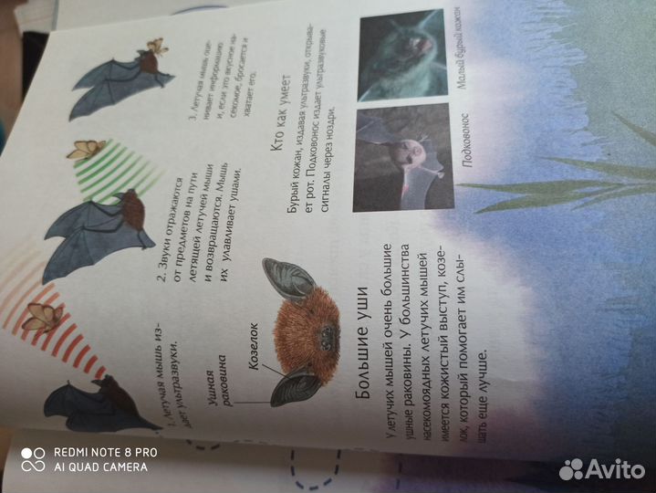 Энциклопедия для детей