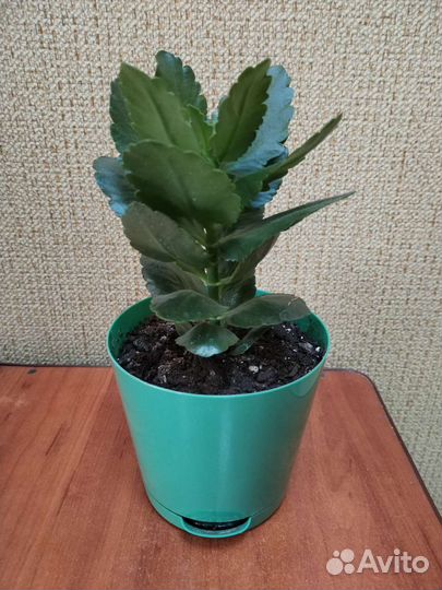 Китайское денежное дерево