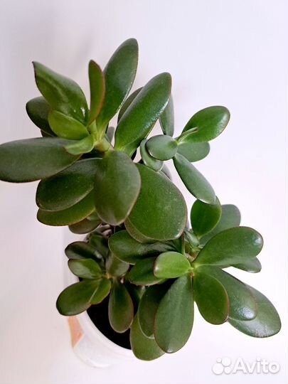 Толстянка, денежное дерево, красула