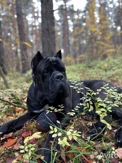 Щенки кане Корсо