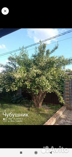 Растения для сада