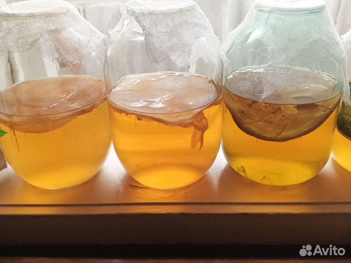 Чайный гриб комбуча