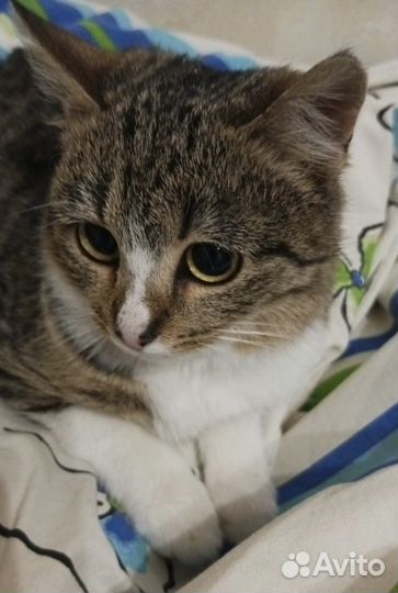 Груша ищет родителей