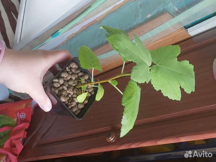 Рассада перец кабачки помидоры патиссоны