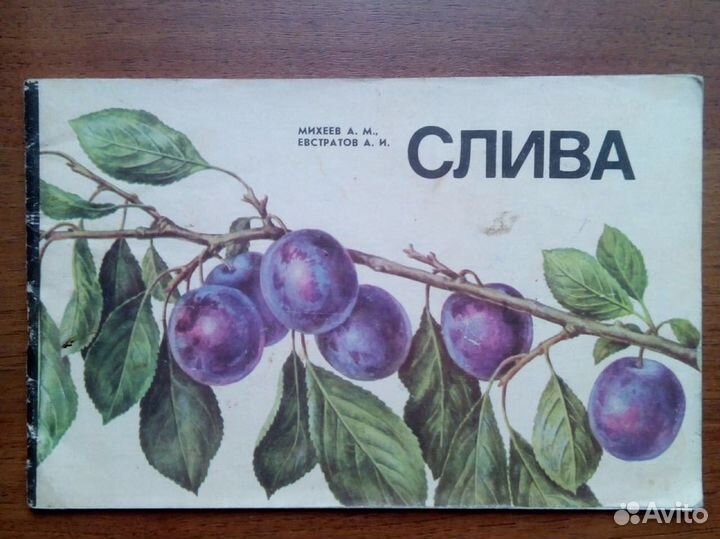 Слива. Михеев А. М. 1986г