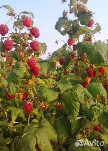 Малина сорт Зюгана