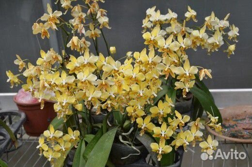 Орхидея stuartiana var. nobilis sib арома