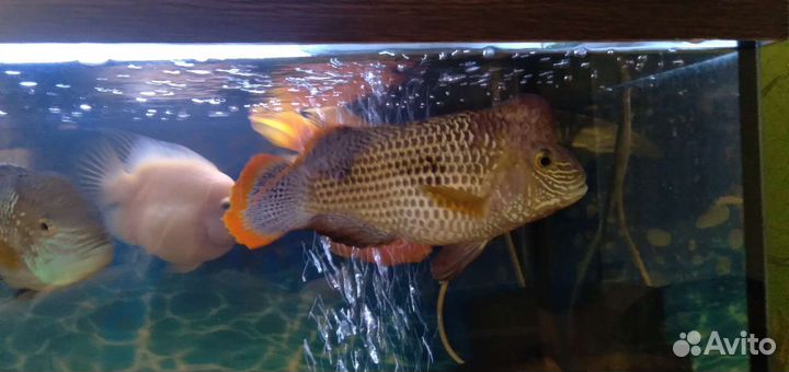 Аквариумные рыбки