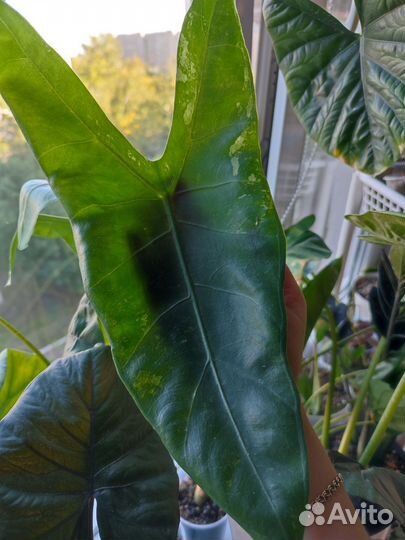 Алоказия лонгилоба вариегатная