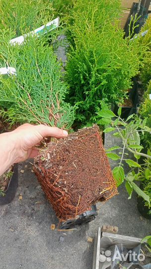 Туя смарагд