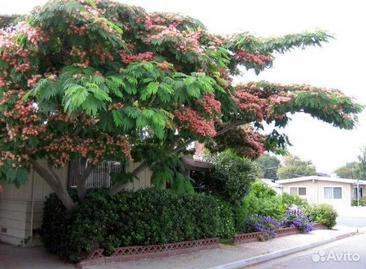 Декоративные деревья