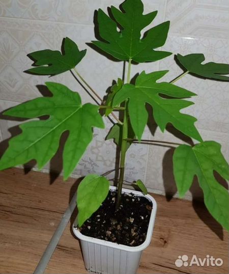 Рассада Папайи