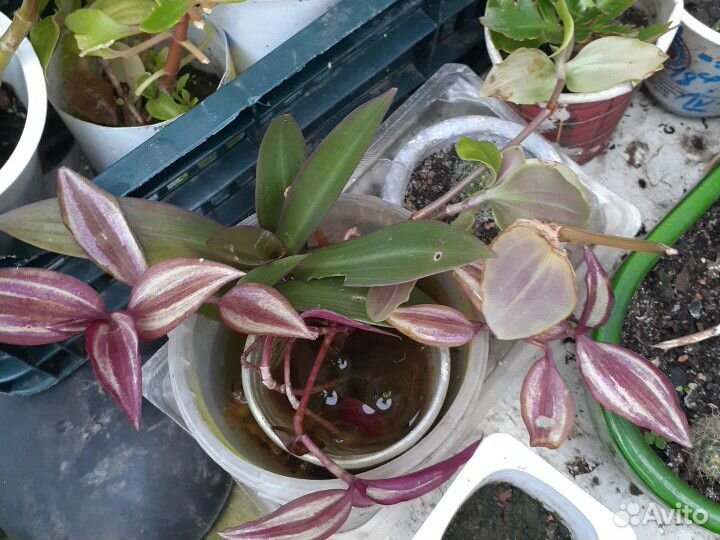 Комнатные цветы и растения