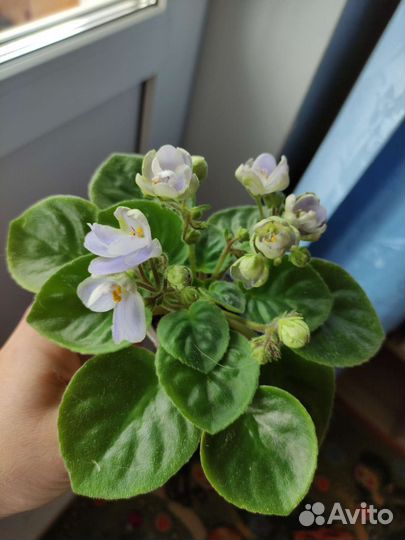 Фиалка сорт ле Сон-трава