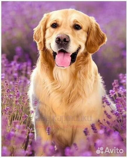 Картина по номерам 30x40