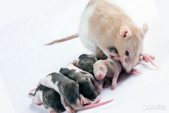 Крысята (ко)