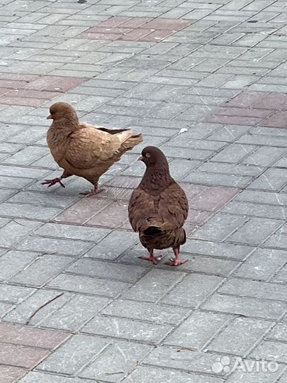 Голубь Кинг