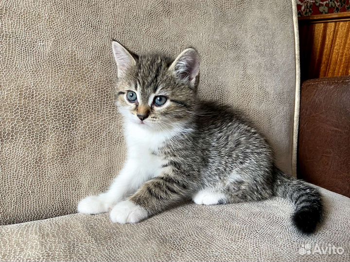 Котёнок девочка