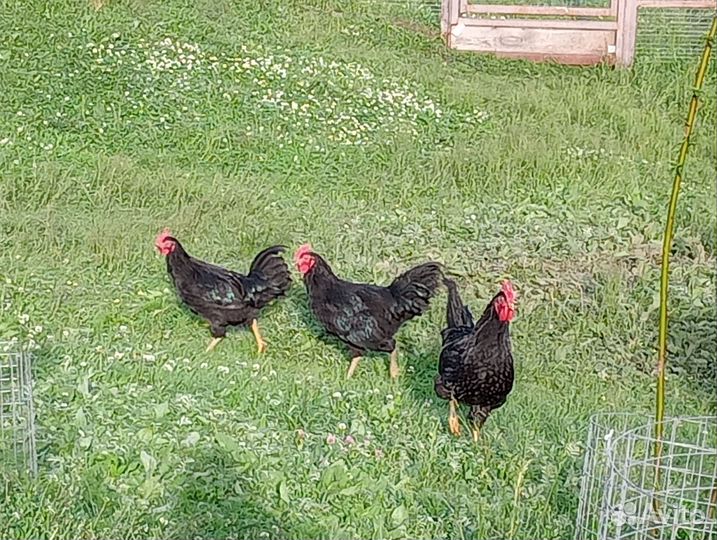 Молодые петухи порода