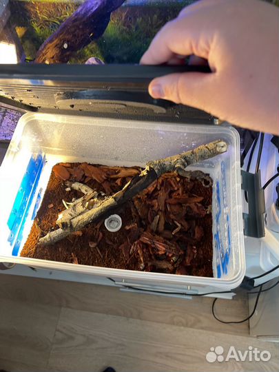 Гекон полупалый