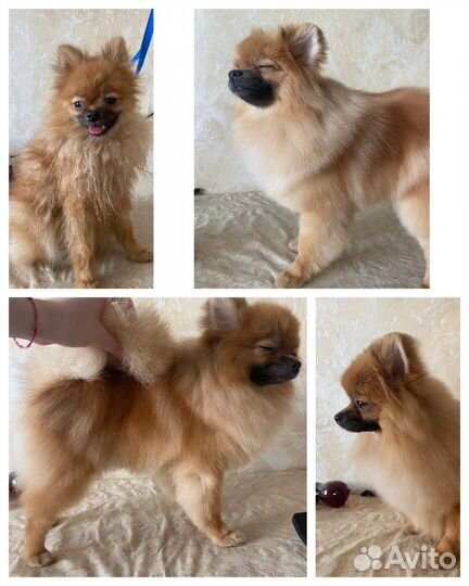 Стрижка и гигиена собак груминг