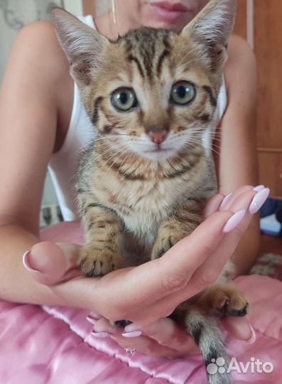 Бенгальская леопардовая кошка в добрые руки