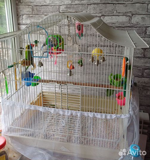 Волнистый попугай с клеткой