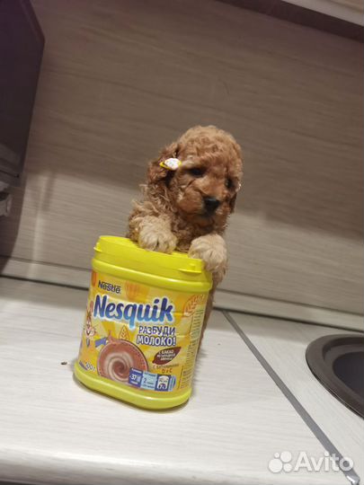 Мальтипу f1 девочка и мальчик