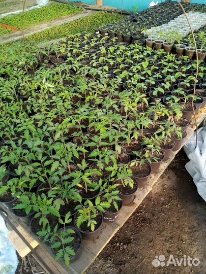 Рассада для теплиц и открытого грунта в ассортимен