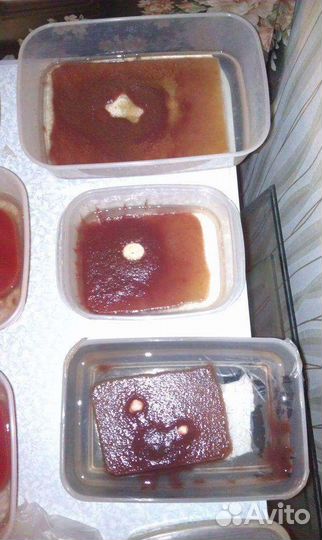 Аквариумные растения