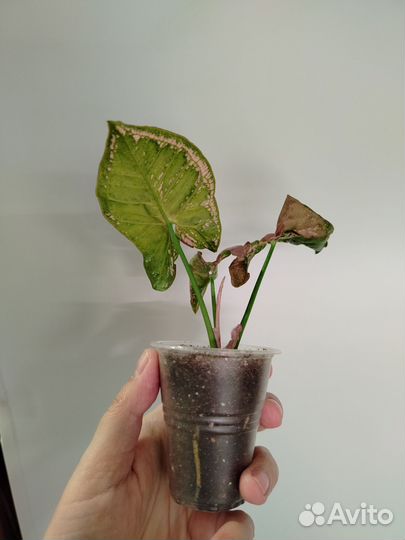 Сингониумы