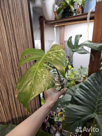Монстера альба черенок