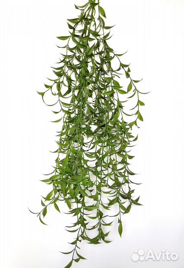 Растения для настроения рускус опт