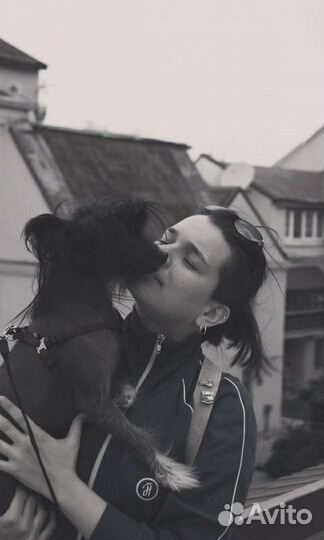 Котоняня, dogняня, домашняя передержка, зооняня