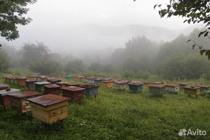 Мед Алтайский опт