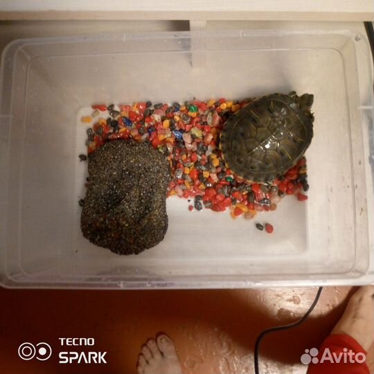 Черепаха водная