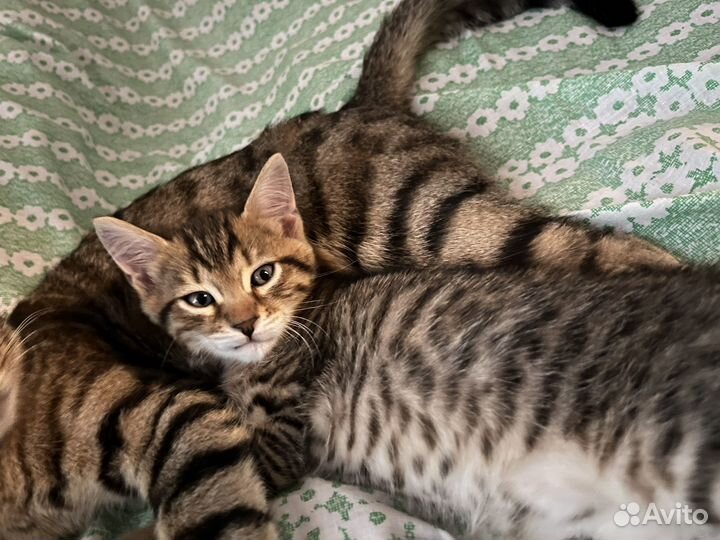 Кошка в дар бесплатно