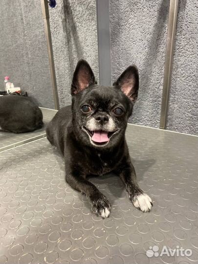 Грумер.Стрижка собак.Экспресс линька. Груминг