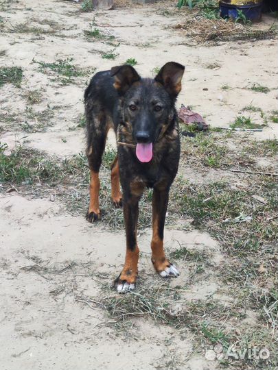 Фенотип бельгийской